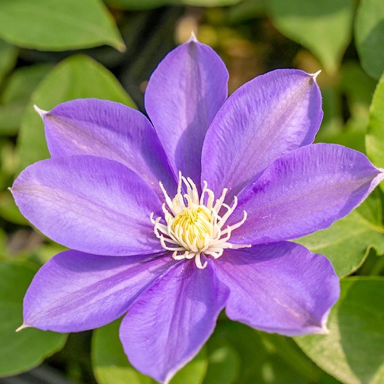 【花芬坊】静光铁线莲盆栽爬藤植物小中大苗耐热耐热大花藤本花卉