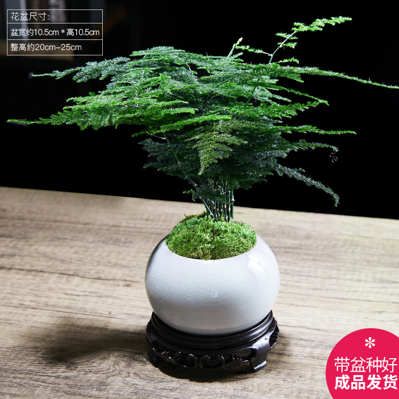 文竹盆栽植物室内绿化四季迷你办公室绿植K摆件桌面好养创意小盆