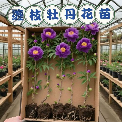 缠枝藤牡丹重瓣花苗盆栽带花苞根茎花园爬藤蔓植物多年生耐寒花卉