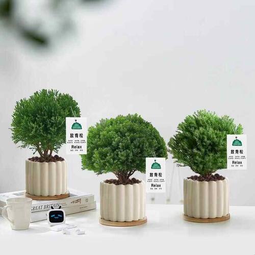 放青松绿植雾松室内小盆栽雾凇办公室桌面放轻松植物摆件四季好养