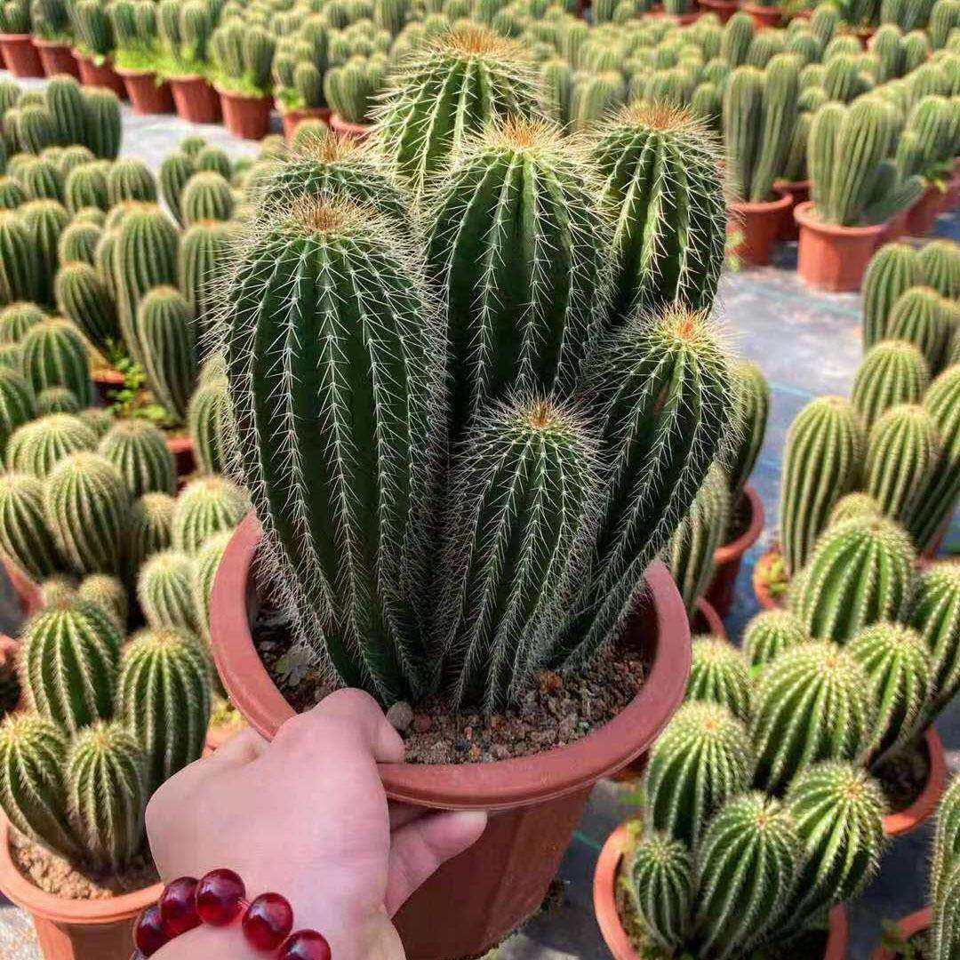 【基地直供】仙人球多肉植物盆栽花卉居家绿植多肉 多头大凤龙