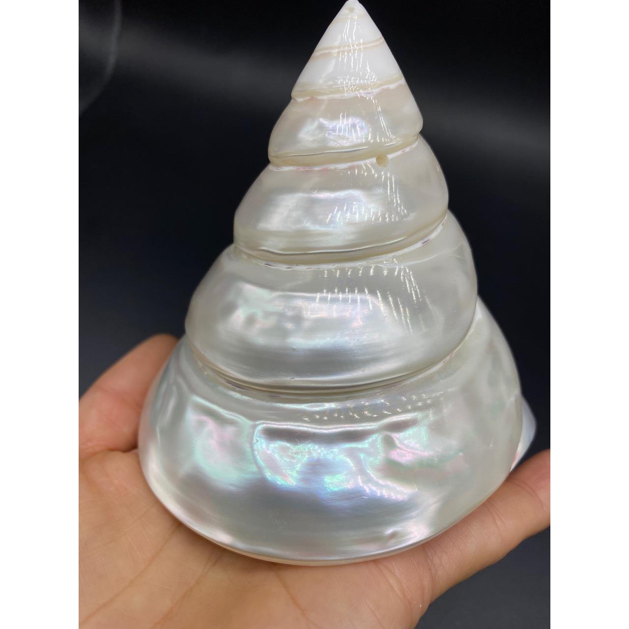 高度10-12厘米特大月光塔螺 天然贝壳海螺 地中海家居装饰