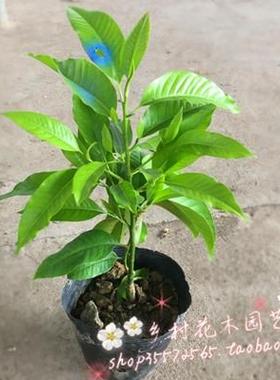 嫁接黄桷兰树苗 黄兰花苗 白兰花盆栽 浓香 庭院室内盆栽花卉带花