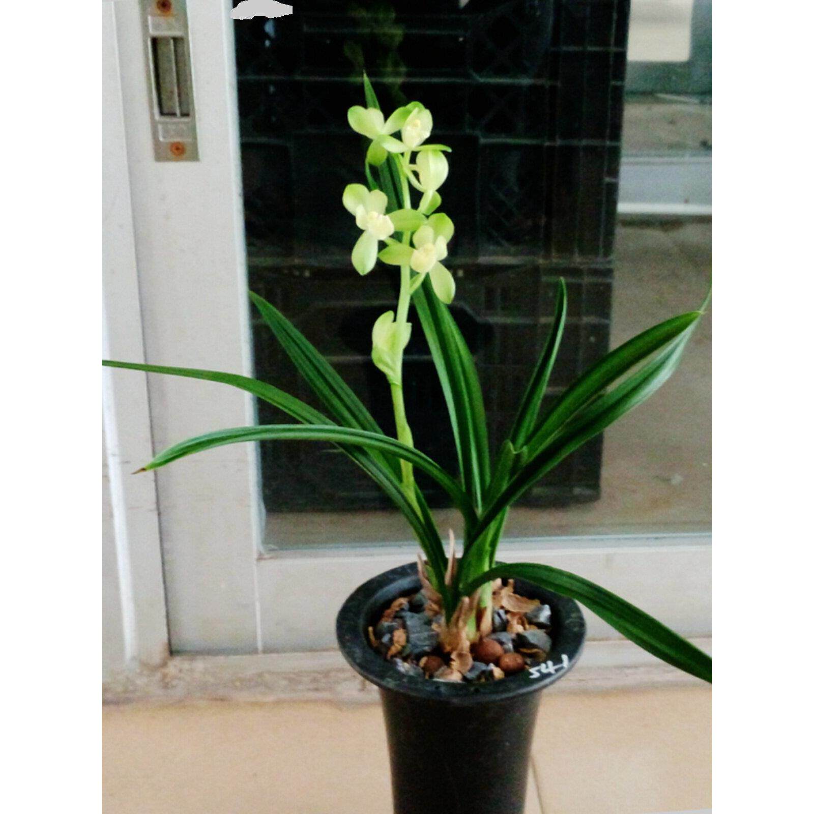 兰花苗建兰荷瓣素君荷花型大素雅清香四季兰盆栽绿植花卉阳台室内