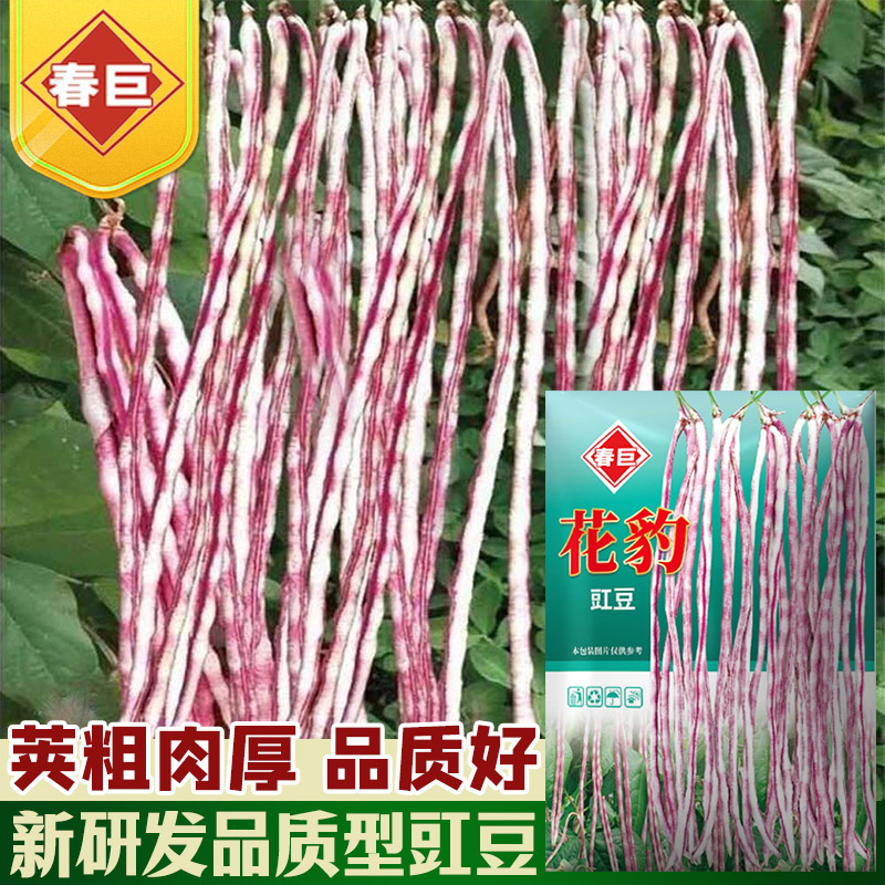 花豹龙纹豆角种子高产龙纹豇豆种子春四季蔬菜种子白底红纹长豆角