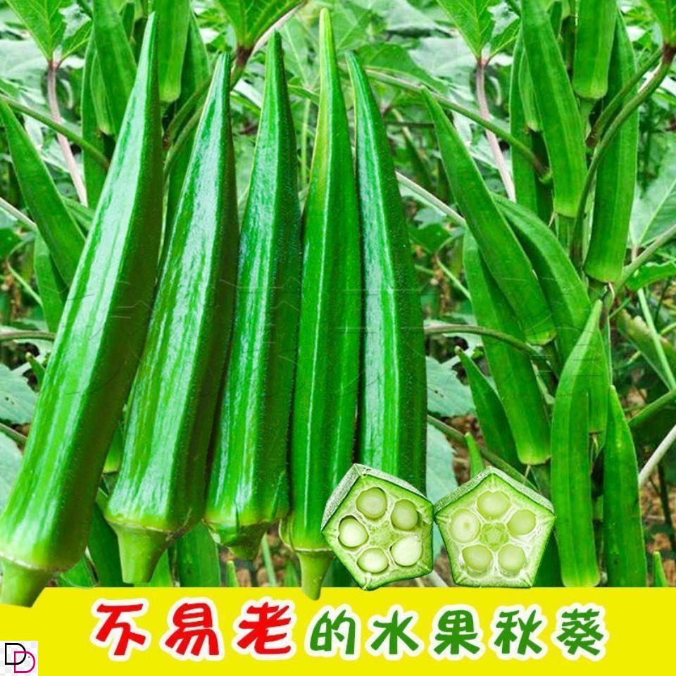 水果秋葵种子不易老可以生吃而