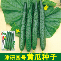 津研四號黃瓜種子 綠心綠肉高產(chǎn)四季陽臺盆栽蔬菜種籽早春蔬萊孑