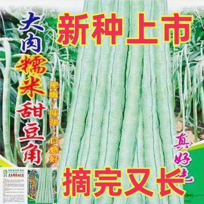 超好吃大肉糯米甜豆角种子白长春