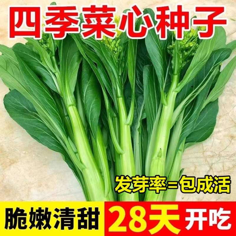 四季甜菜心种子白苔耐寒春