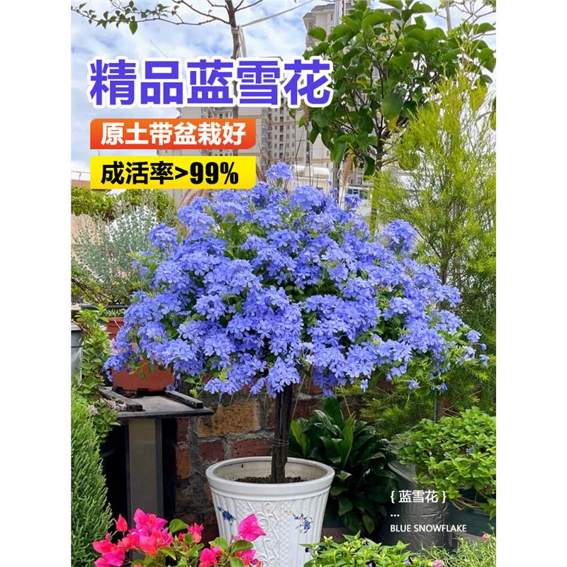 蓝雪花苗盆栽阳台观花耐热好养植物花园庭院爬藤攀援花藤本白雪花