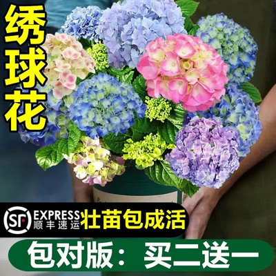 无尽夏绣球花苗盆栽带苞四