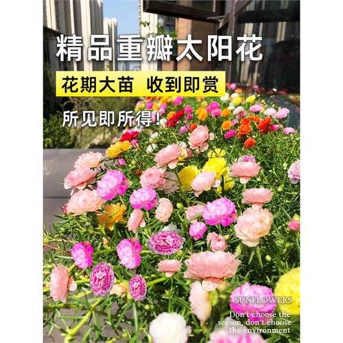 重瓣太阳花盆栽苗大带根苞