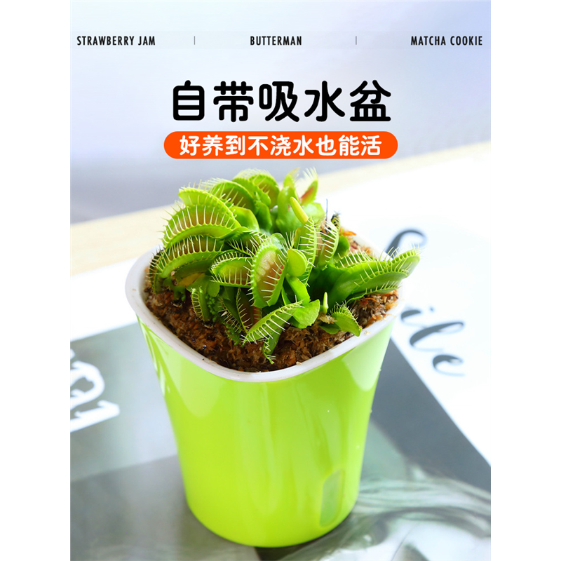超大捕蝇草盆栽猪笼食虫人