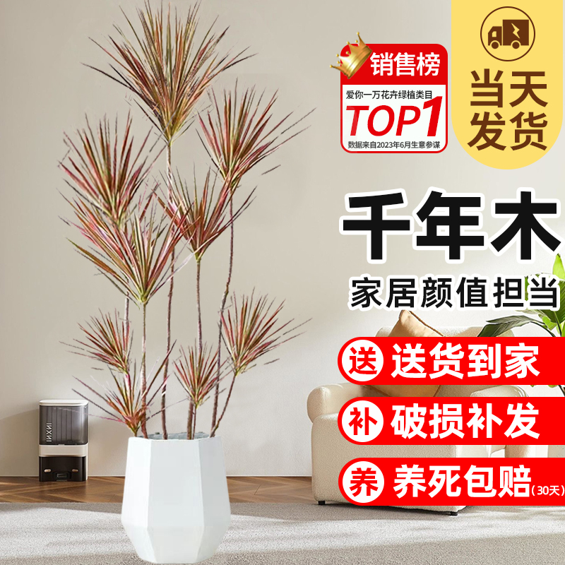 七彩铁千年木马尾大苗盆栽
