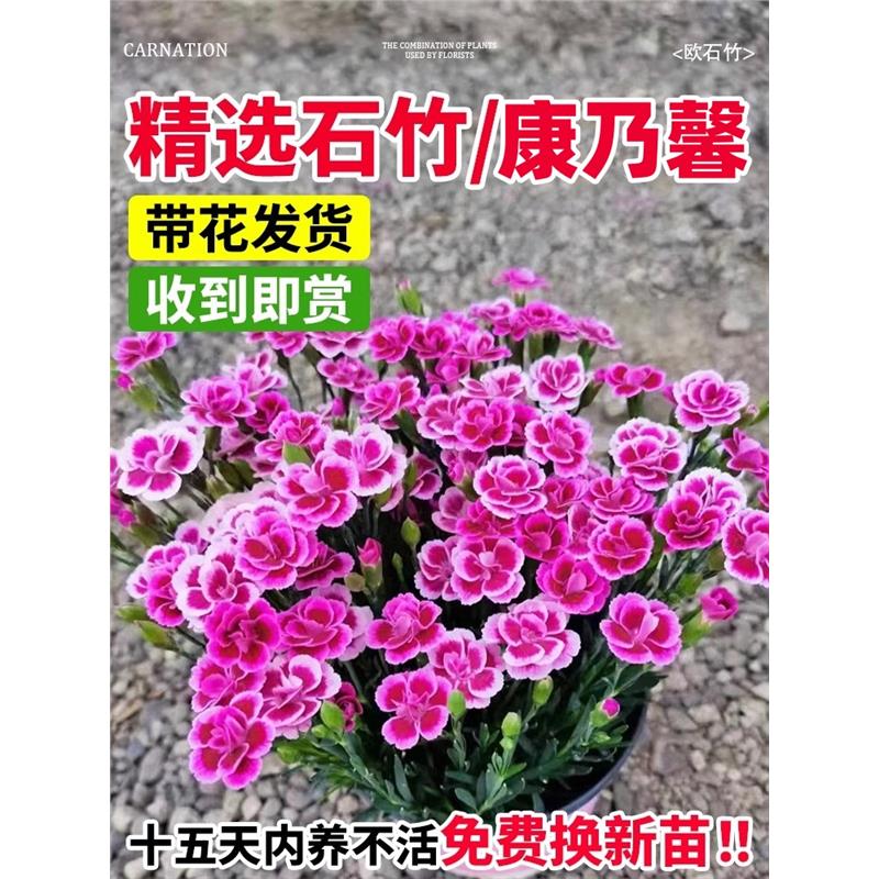 欧石竹初恋吻盆栽带花苞康乃馨蜜桃派花卉绿植庭院四季开花期长