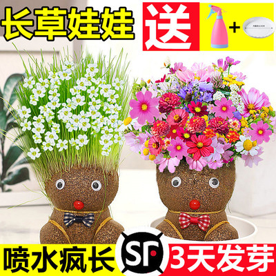 草头娃上长人小盆栽种植物