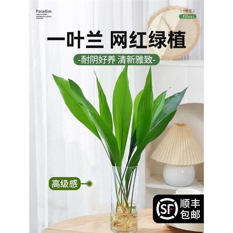 水培一叶兰四季好养富贵竹带根网红水养植物室内耐寒吸甲醛棚盆栽