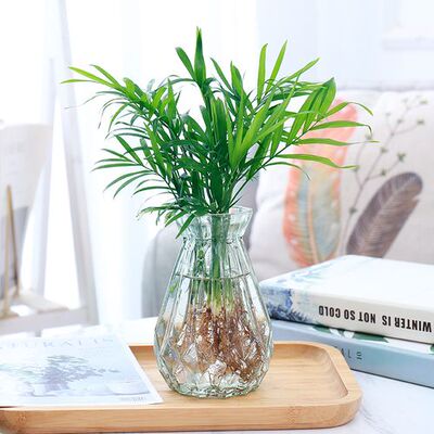 袖珍椰子盆栽富贵绿植懒人