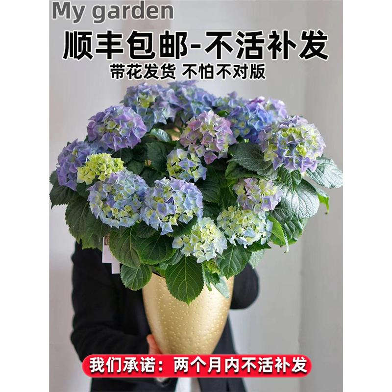 绣球花苗盆栽无尽夏老桩带