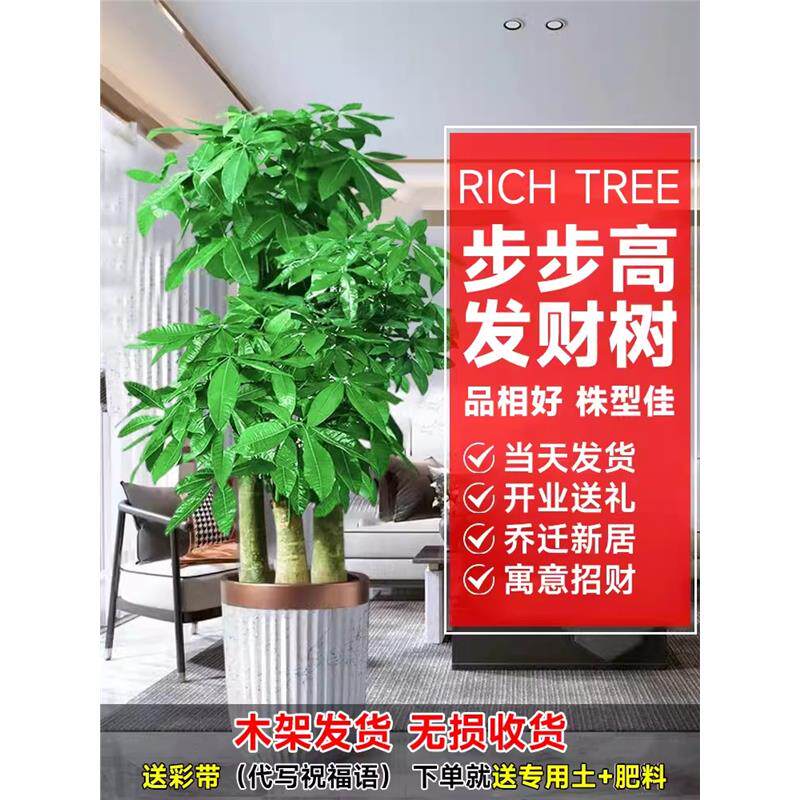 步步高发财树大棵盆栽室内绿植办公室开业送礼三杆招财树大型盆景