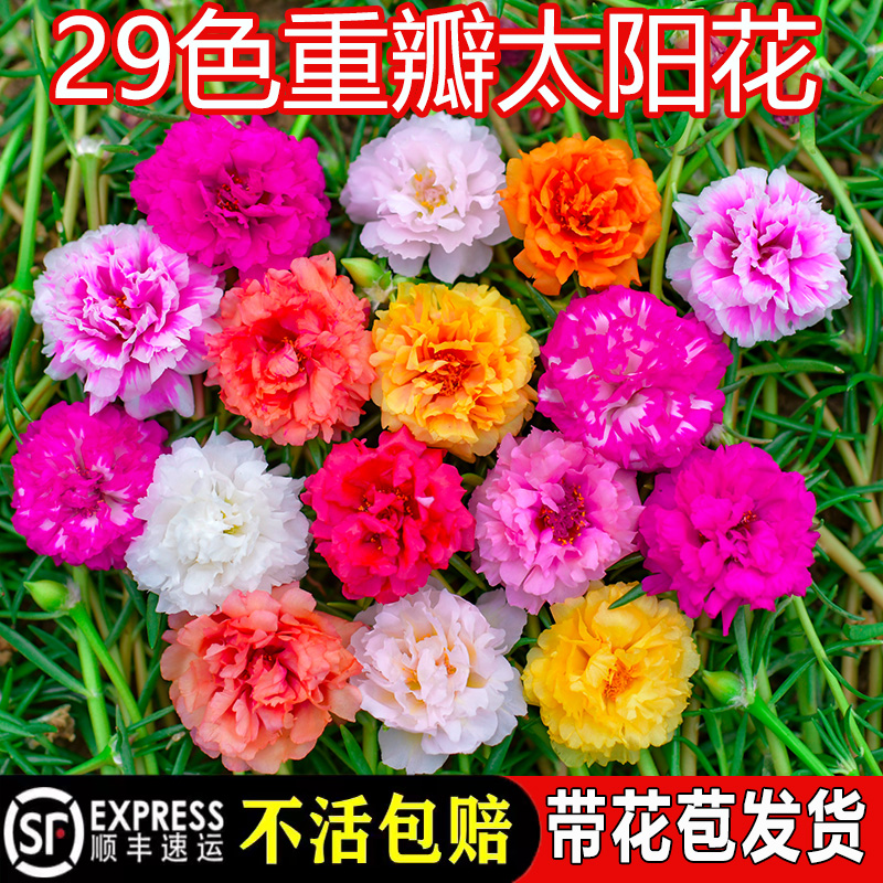 重瓣太阳花盆栽苗宿根带苞