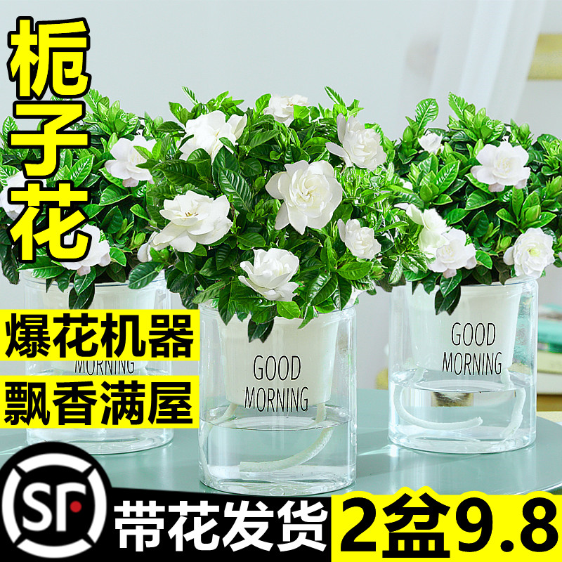 栀子花盆栽带苞易活水培植