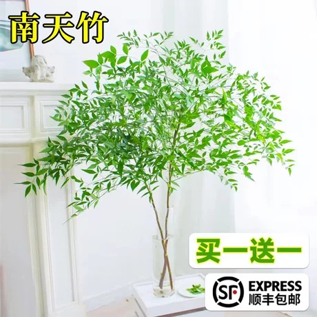 南天竹水培绿植火焰红养盆