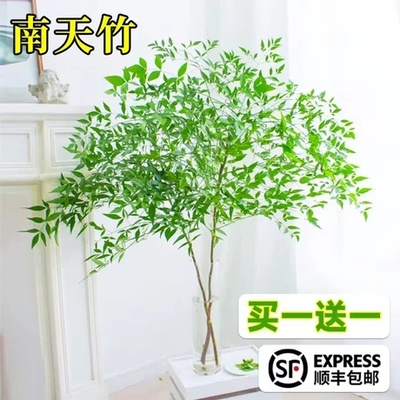 南天竹水培绿植火焰红养盆