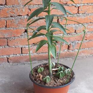 盆栽固定 c兰花护叶架蕙兰叶子支撑架 蟹脚兰花架 套塑铁环花支柱
