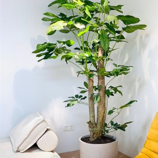 阿尔卑斯大叶伞氛围感植物室y内净化空气吸甲醛大绿植落地大盆景