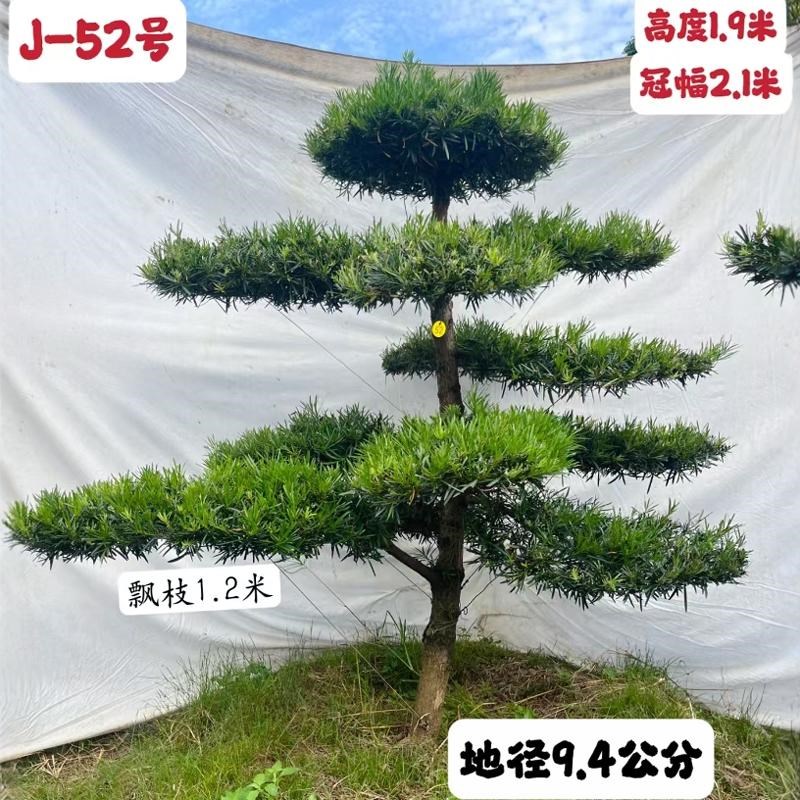 2024新款精品造型迎客罗汉松别墅庭院名贵花卉树苗J区高T1.8-2.6