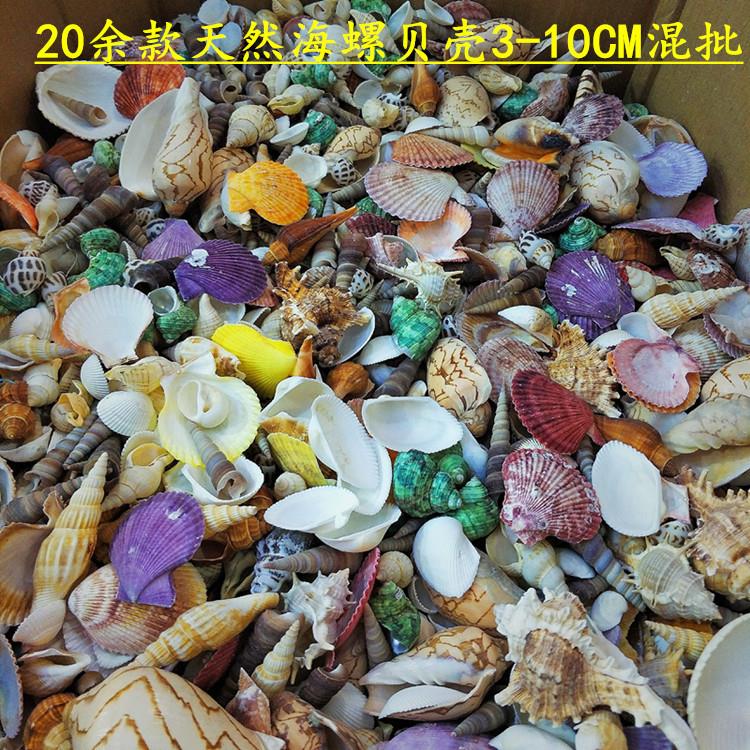 天然20余款贝壳 海螺水族箱鱼缸装饰 摄影道具 diy500克贝壳海螺