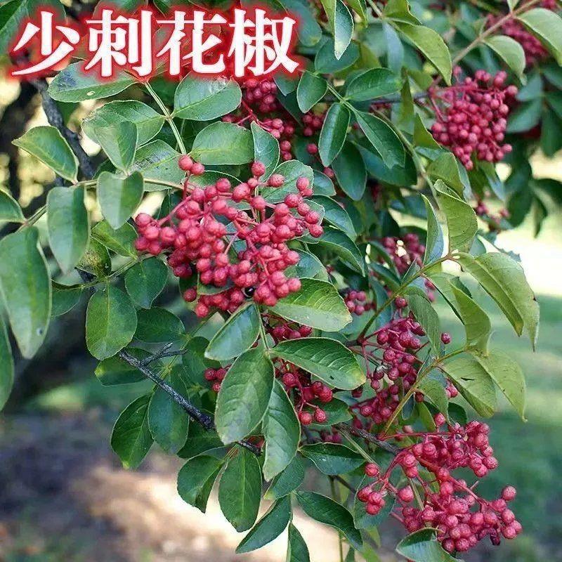 花椒树苗无刺少大红袍狮子