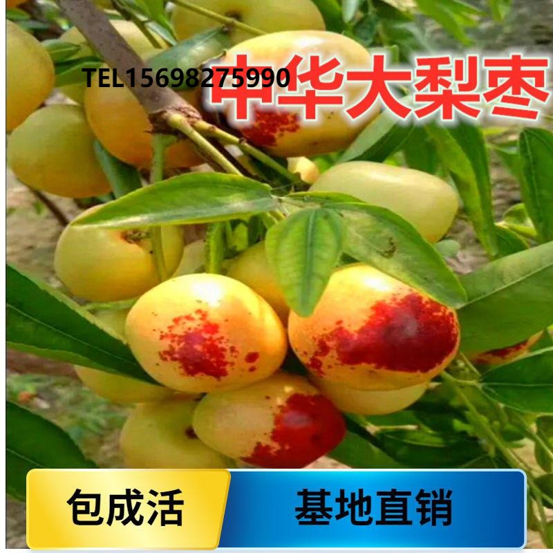 嫁接枣树苗特大中华大梨枣当年结果枣子树苗南北方庭院种植果树苗