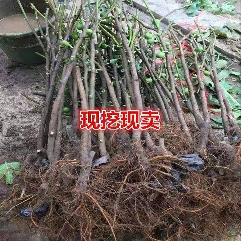 特大 耐寒无花果树苗 无花果苗盆栽无花果矮化四季种植当年结南北