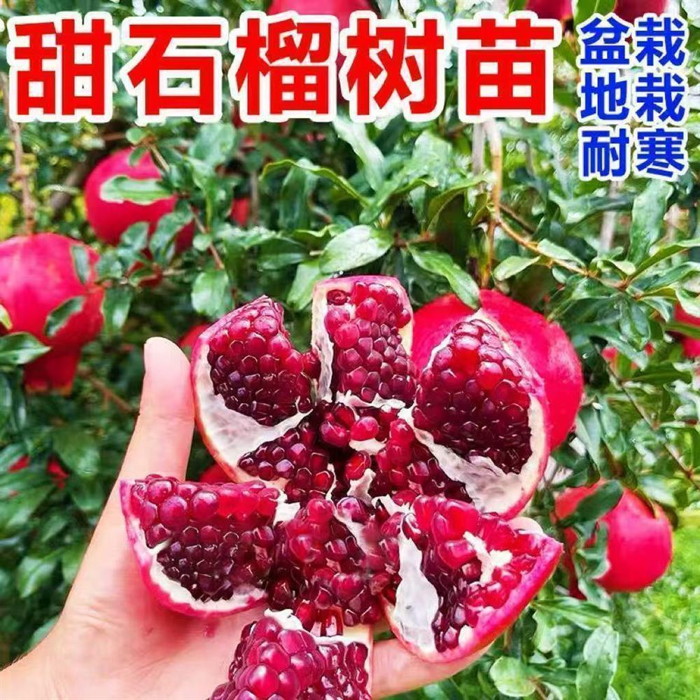 石榴树苗果突尼斯红甜软籽