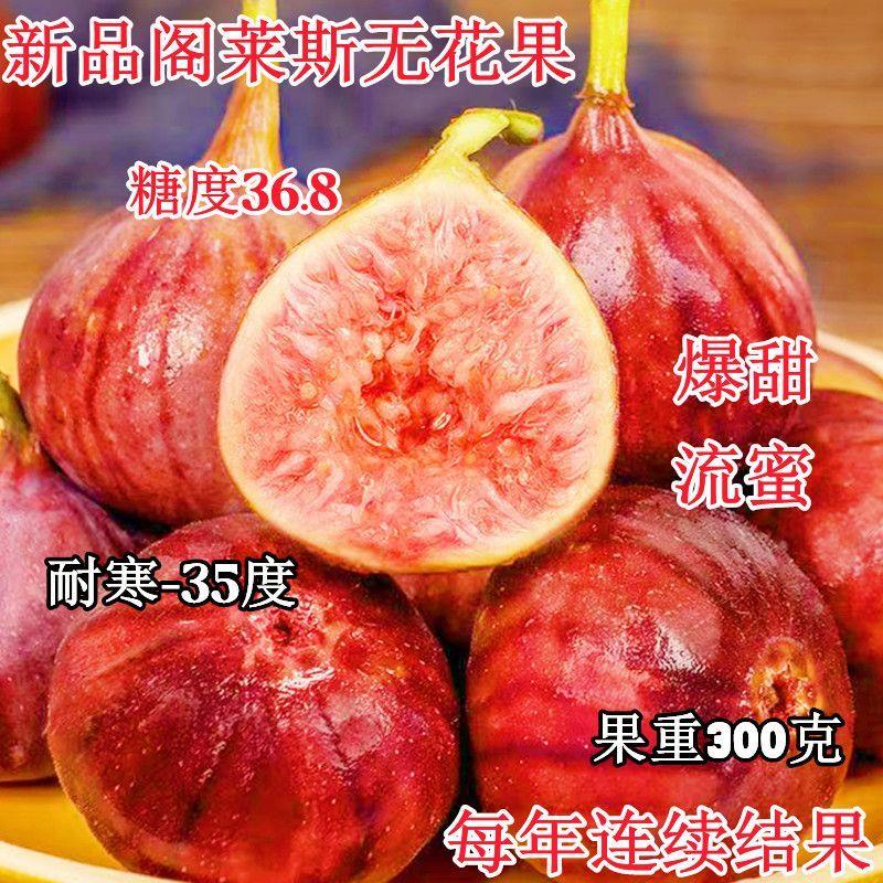正宗格莱斯无花果树苗新品