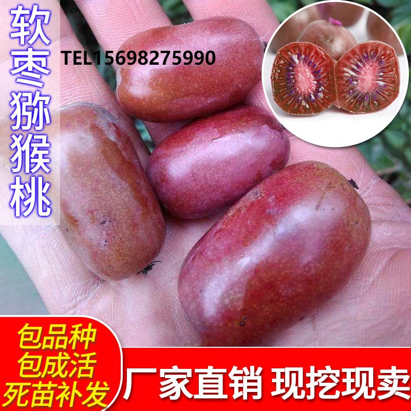 红色九月软枣猕猴桃果树苗嫁接苗南方种植东北庭院小盆栽当年结果
