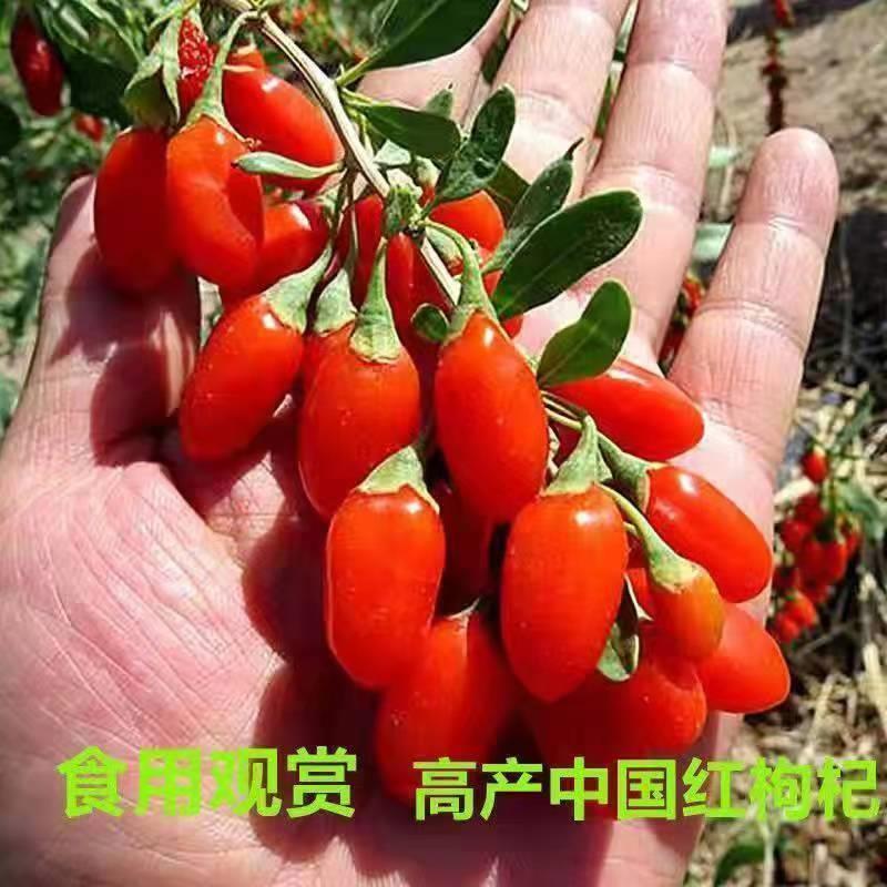正宗宁夏枸杞王枸杞树苗(宁杞7号)产量高 当年结果盆栽植物果树苗