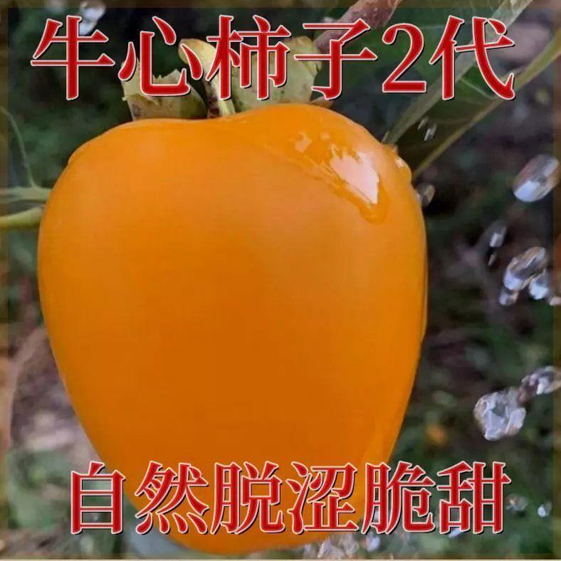 新品种牛心柿子二代树苗嫁