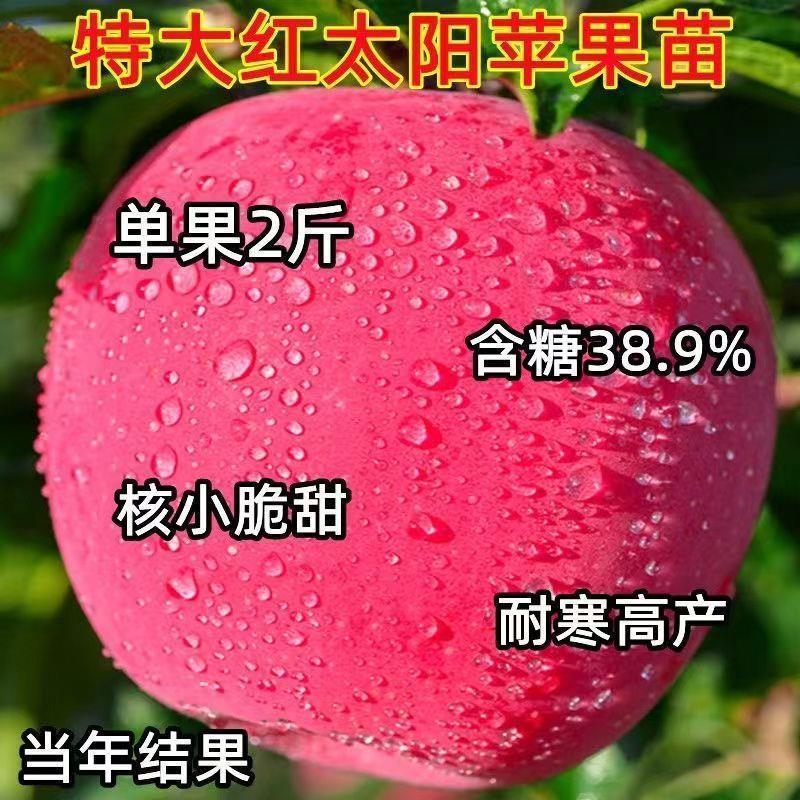 苹果树苗新品种红太阳大苹果树苗耐寒耐旱南北方种植果树盆栽地栽