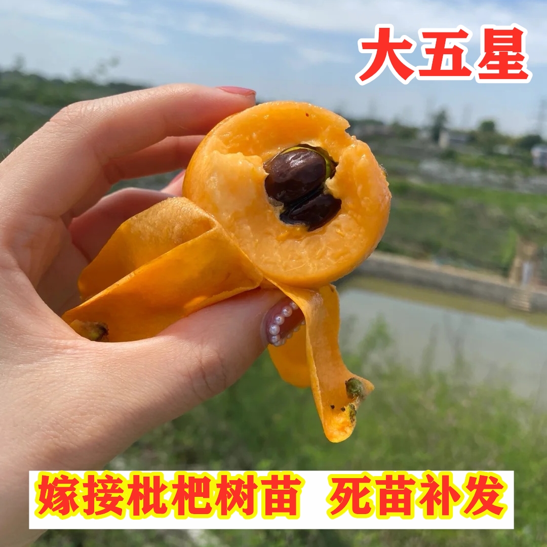 大五星枇杷树苗嫁接特大