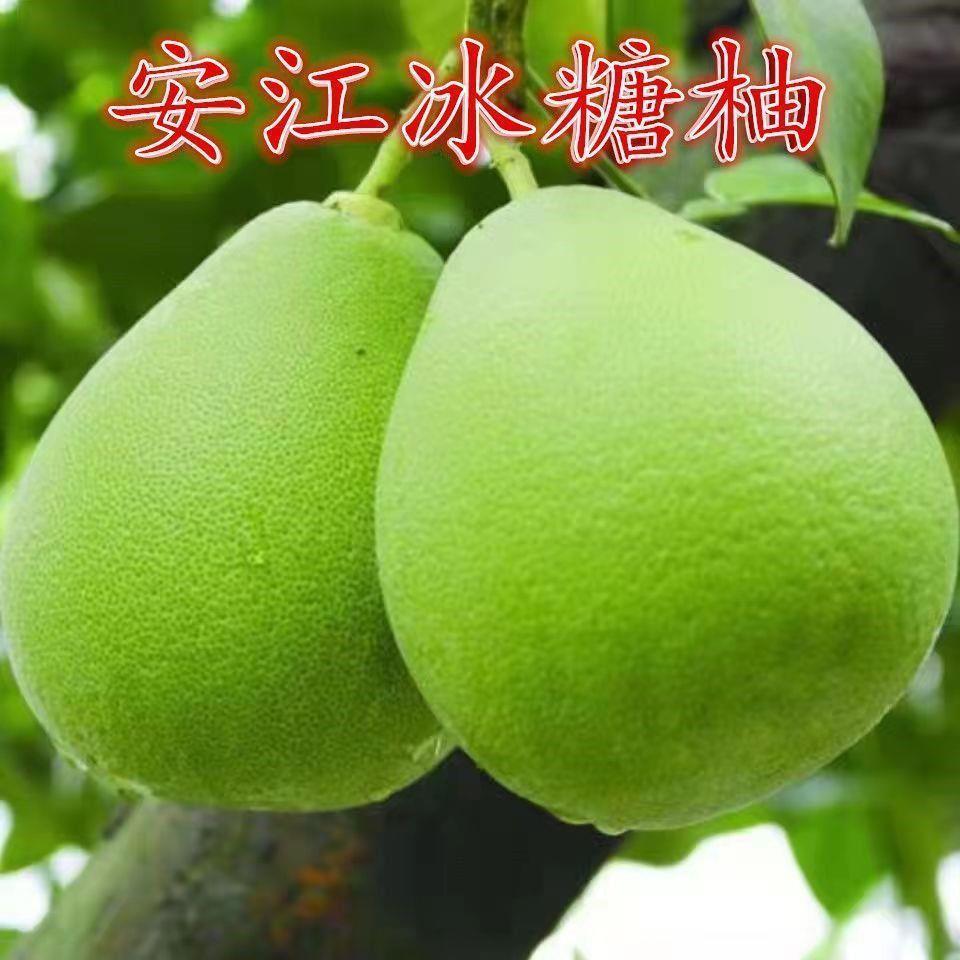 正宗安江冰糖柚子苗福嫁接