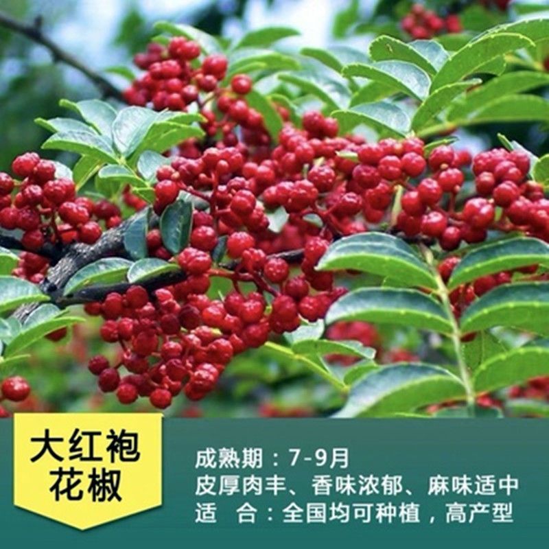 正宗四川麻椒树苗麻辣花