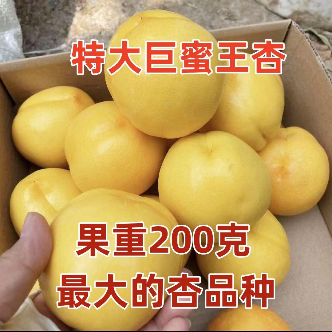 特大巨蜜王杏树苗嫁接离