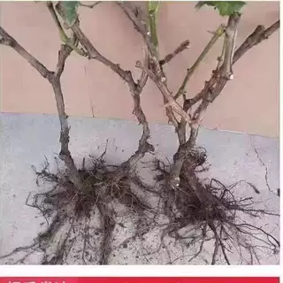 深红无籽葡萄树苗无核耐寒葡萄苗深红无籽葡萄苗南方北方种植庭院