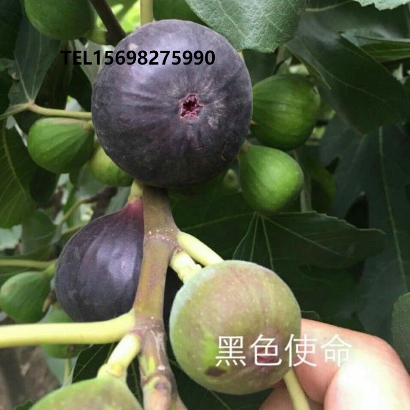 新品种果树苗黑色使命无花果苗加州黑无花果树苗盆栽地栽当年结果