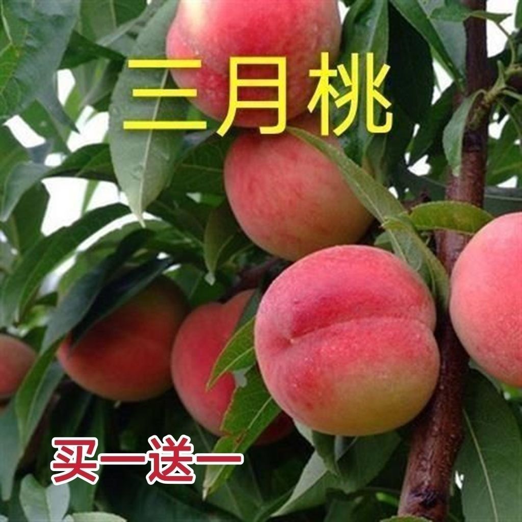 桃树早熟新品种嫁接特大树苗三月盆栽蜜桃种植当年南北方桃子