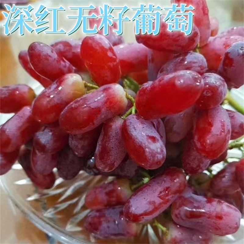 深红无籽葡萄树苗南方种植当年结果庭院嫁接抗寒无籽葡萄苗树无核