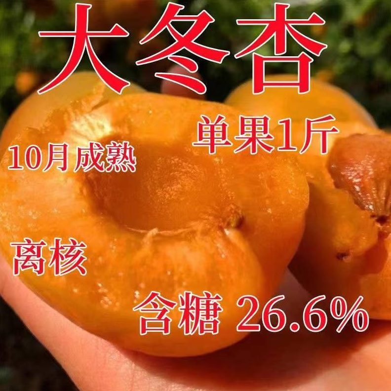 新品种晚熟冬杏树苗果苗